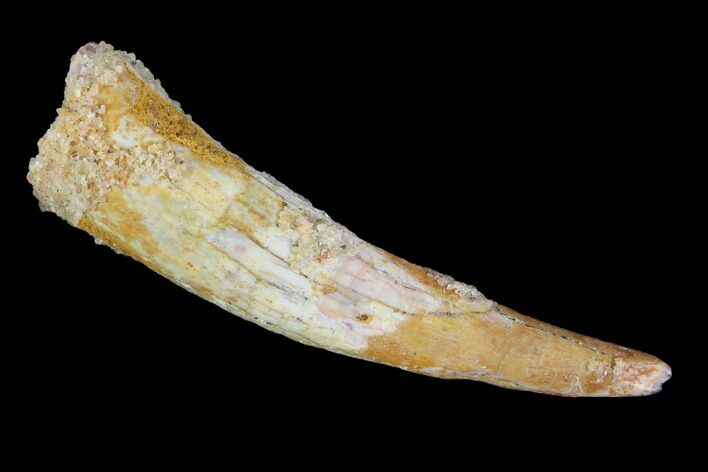 Pterosaur (Siroccopteryx) Tooth - Morocco #98659
